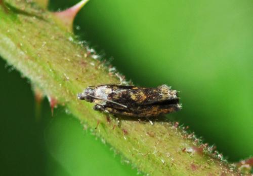 Réf. 271 442 : Zeiraphera isertana
